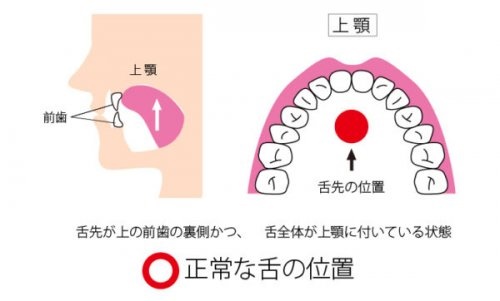 舌の位置、今どこにありますか？